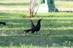 Quiscalus mexicanus