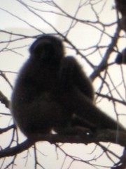 Hylobates funereus