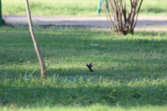 Cynanthus latirostris