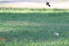 Cynanthus latirostris