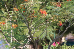 Cynanthus latirostris