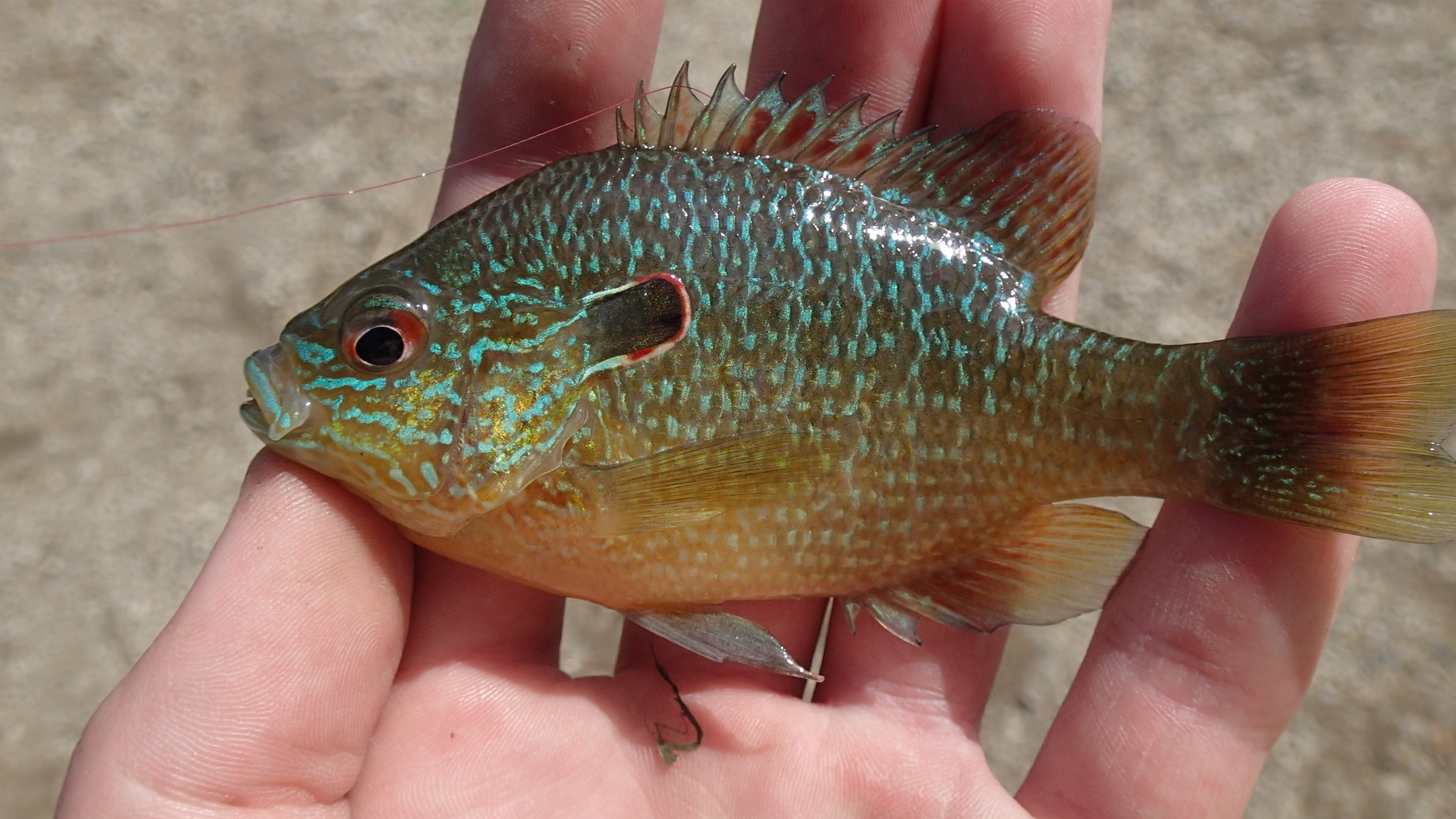 Northern Sunfish (Lepomis peltastes) — Koaw Nature