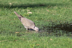 Streptopelia decaocto