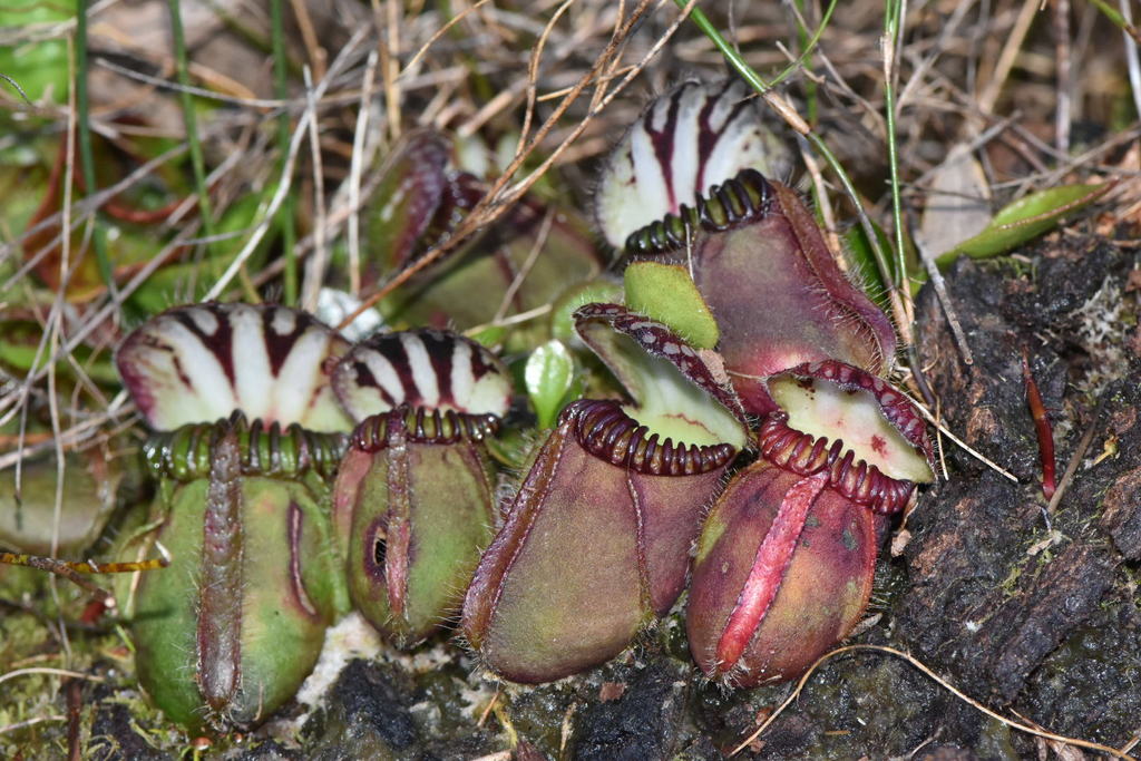 Cephalotus — Cephalotus follicularis