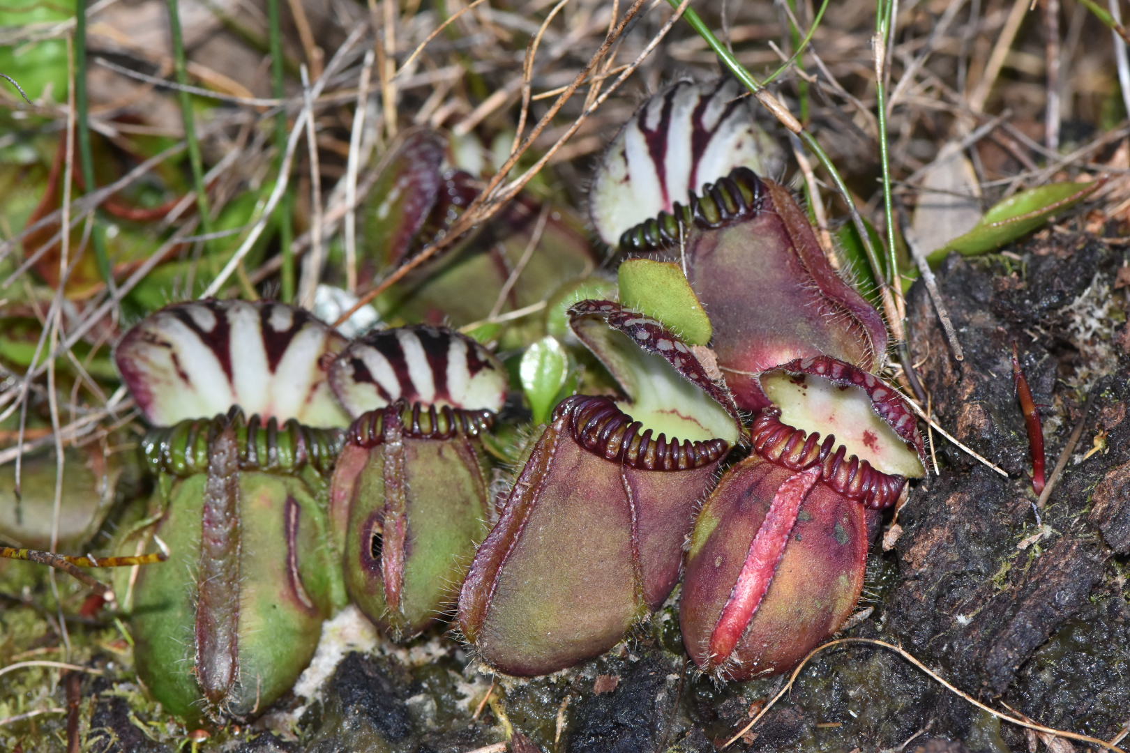 Albany pitcher plant (Cephalotus follicularis) · iNaturalist