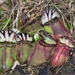 Albany Pitcher Plant - Photo (c) Joey Santore, some rights reserved (CC BY-NC), uploaded by Joey Santore