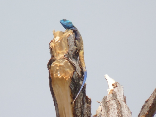 Kivu blue-headed tree agama