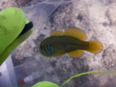 Gobiodon erythrospilus