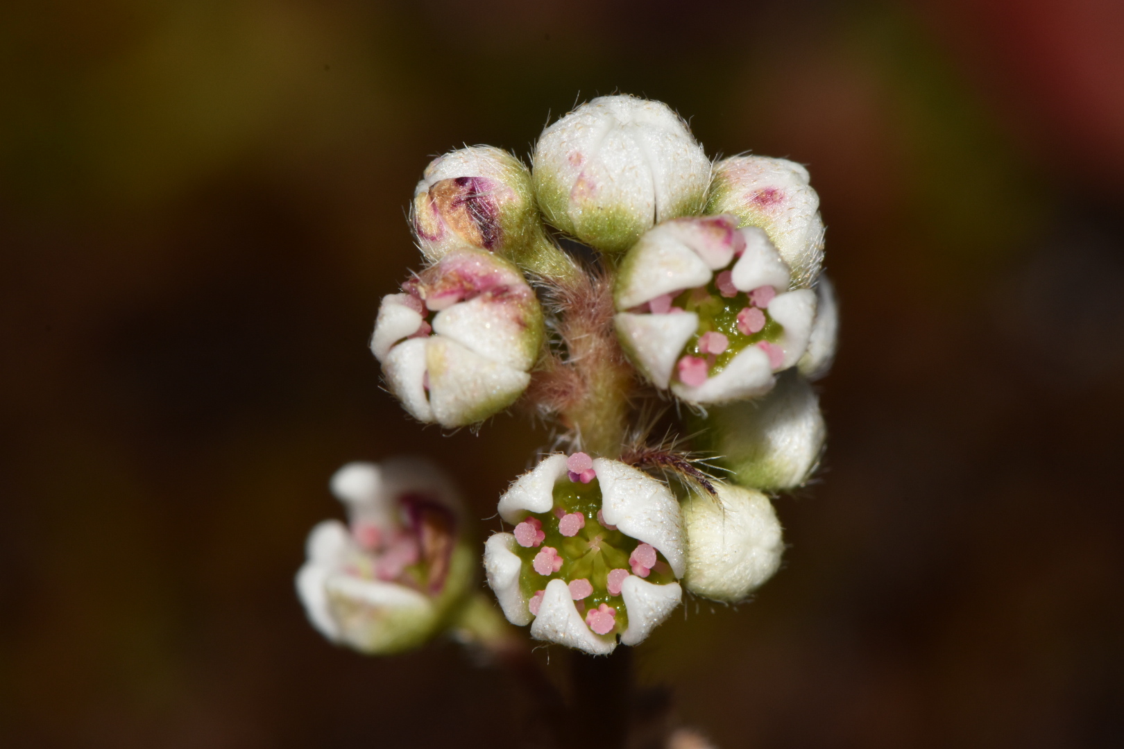 Photos of Albany pitcher plants (Genus Cephalotus) · iNaturalist