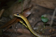 Dendrophidion vinitor