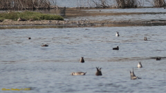 Calidris mauri