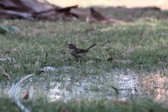 Passer domesticus