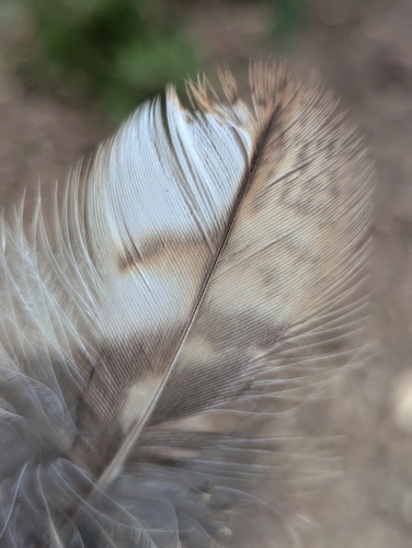 View observation of {o.common_name} on iNaturalist