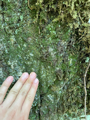 Cephaloziella spinicaulis observed 2025-07-12