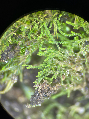 Cephaloziella spinicaulis
