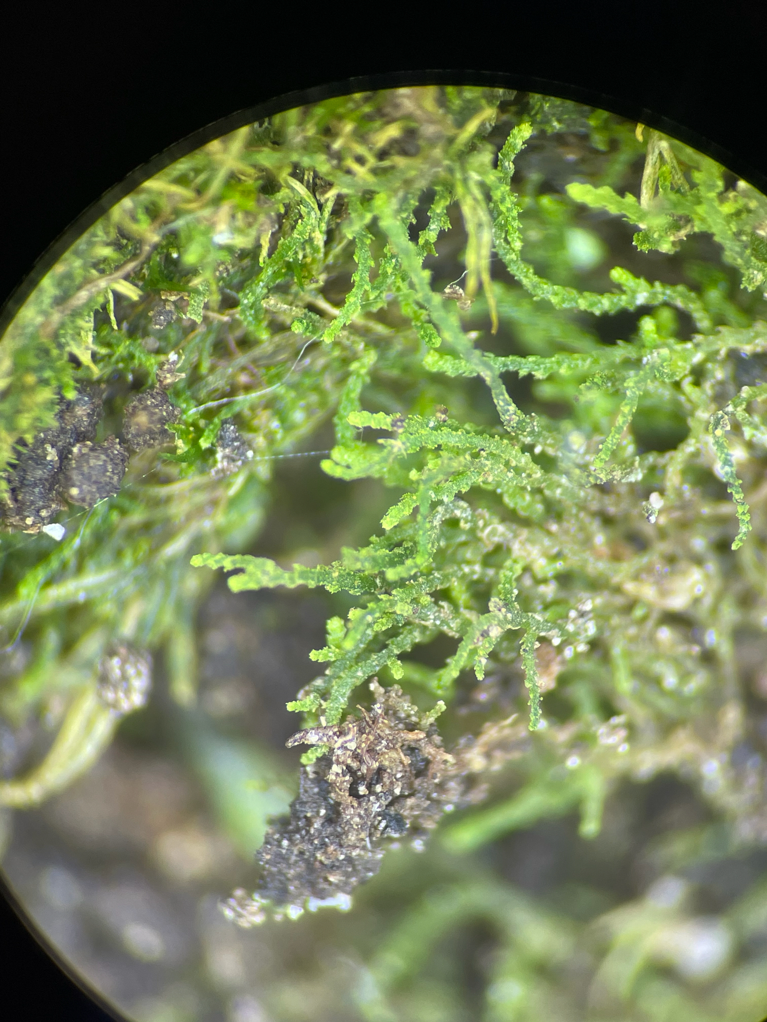 Cephaloziella spinicaulis