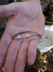 Clinostomus funduloides