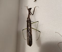 Stagmomantis carolina