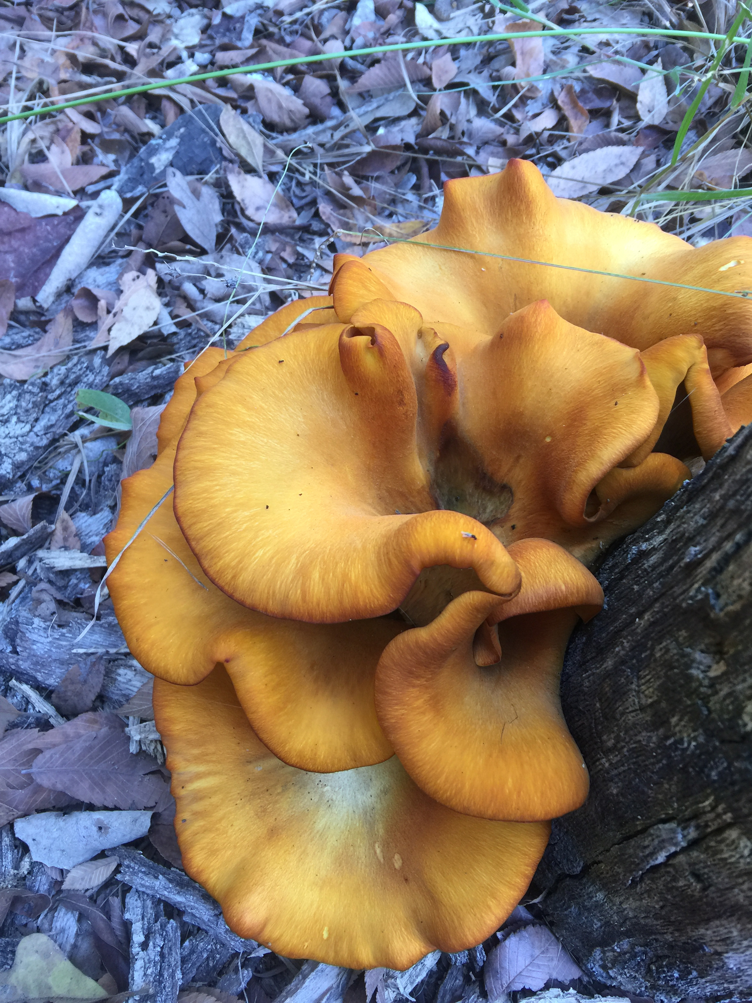 Omphalotus olearius image