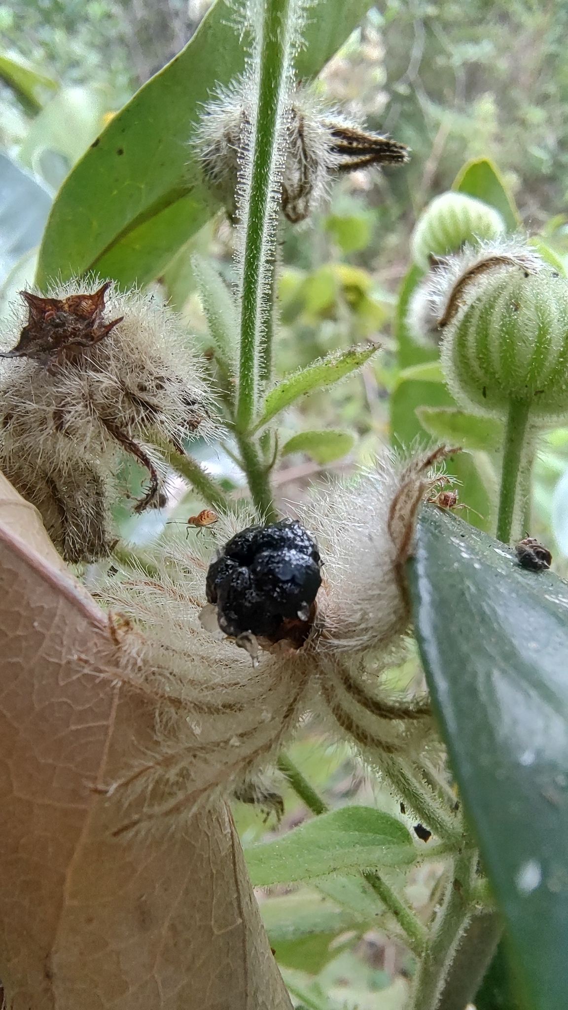 Pavonia malacophylla