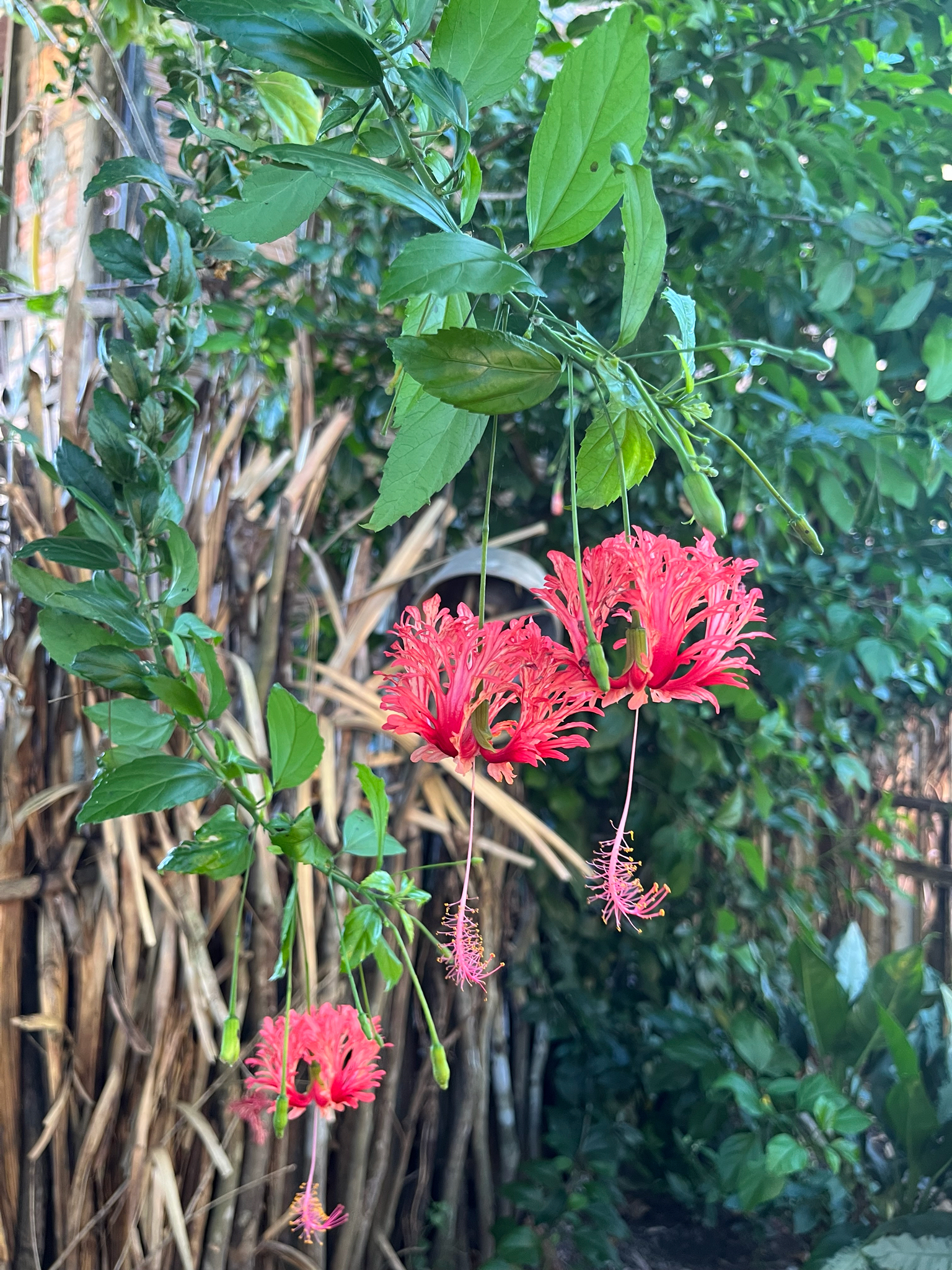 Hibiscus schizopetalus