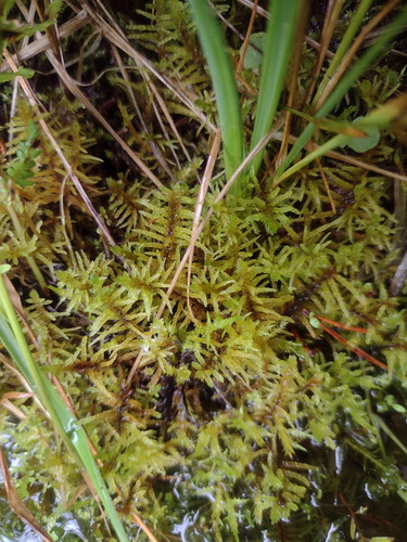 Lesser Curled Hook-moss (Palustriella decipiens)