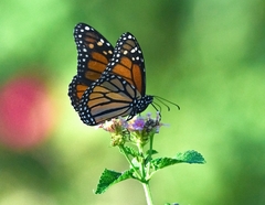 Danaus plexippus