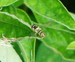 Allograpta obliqua