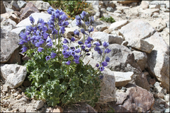 Delphinium brunonianum, photograph (c) Dmitry Kulakov, some rights reserved (CC BY)