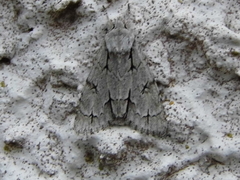 Acronicta psi