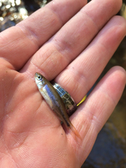 Clinostomus funduloides