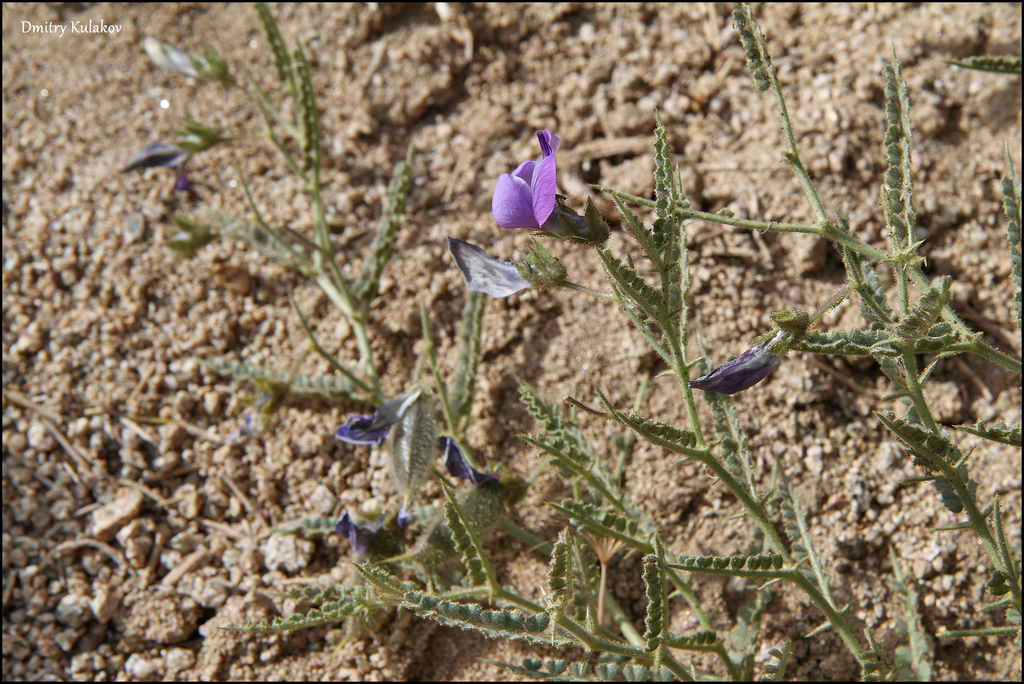 spiny-leafed chickpea
