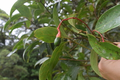 Image of Cinnamomum tonduzii