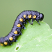 Willow Sawfly - Photo (c) Owen Strickland, some rights reserved (CC BY), uploaded by Owen Strickland