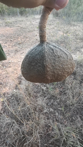Magonia pubescens