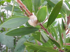 Stagmomantis limbata