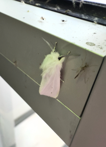 Virginian Tiger Moth
