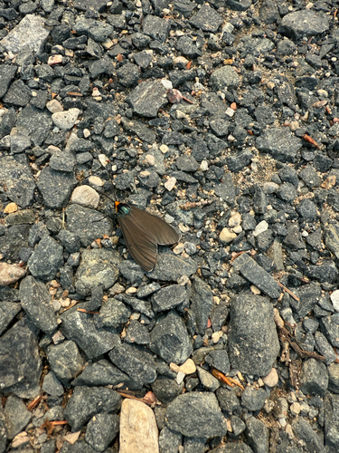 Virginia Ctenucha Moth