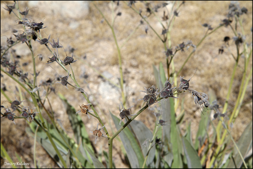 Lindelofia stylosa, photograph 2