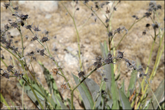 Lindelofia stylosa, photograph Dmitry Kulakov, CC BY, iNaturalist via GBIF