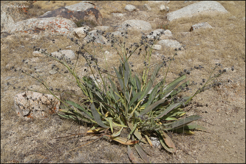 Lindelofia stylosa, photograph 3