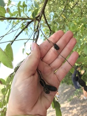 Sophoreae