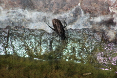 Mydidae
