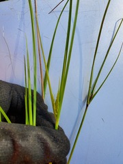 Cyperus compressus
