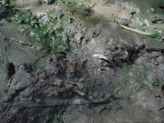 Sceliphron jamaicense jamaicense