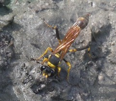 Sceliphron jamaicense jamaicense