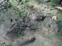 Sceliphron jamaicense jamaicense