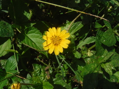 Sphagneticola trilobata