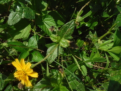 Sphagneticola trilobata