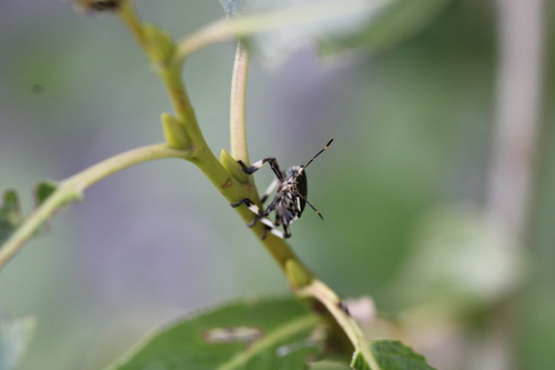 Pinthaeus sanguinipes